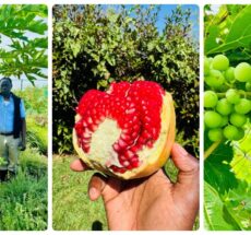 Farms in Kenya