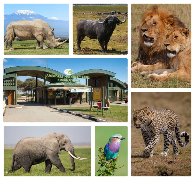 amboseli-gallery-bg3