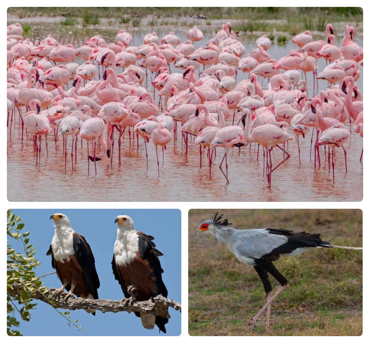 bird-watching-bg-02