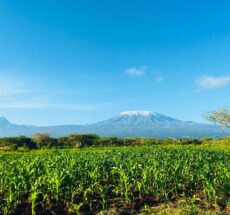 Farm Tours in Kenya During School Holidays