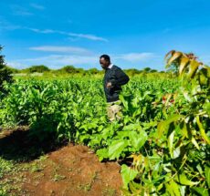Sustainable Tourism in Kenya: Why Farm Tours Matter
