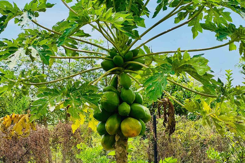 Why Farm Tours Are the Future of Tourism in Kenya