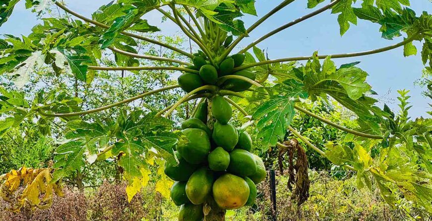 Why Farm Tours Are the Future of Tourism in Kenya
