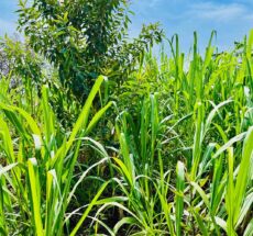 Organic Farming in Kenya