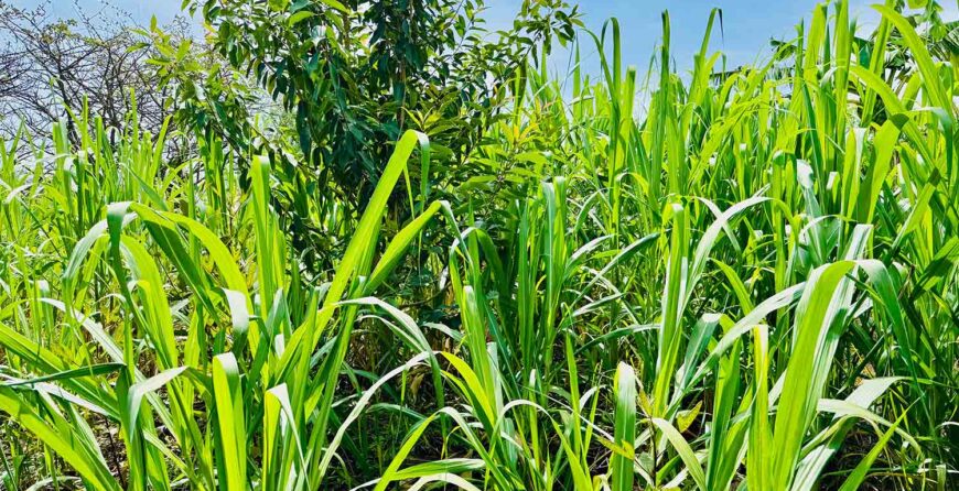 Organic Farming in Kenya