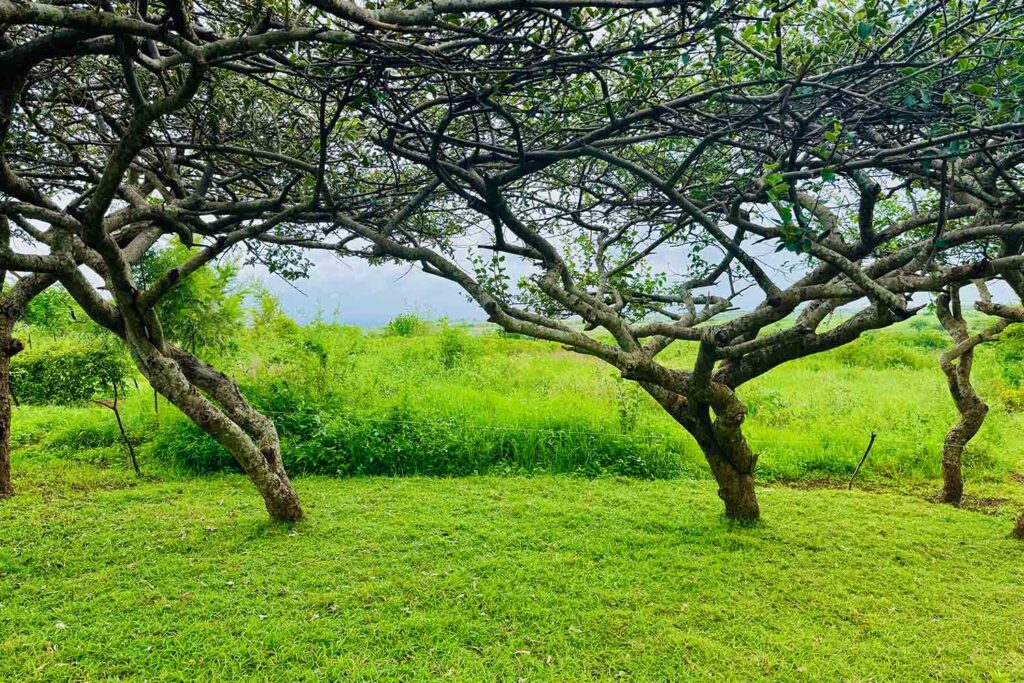 Best Time of Year to Go for Farm Tours in Kenya