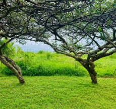 Best Time of Year to Go for Farm Tours in Kenya
