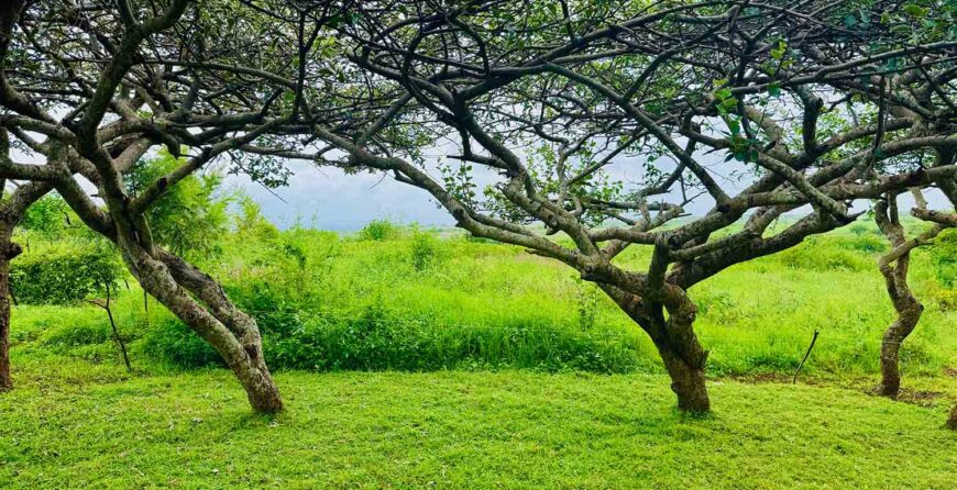 Best Time of Year to Go for Farm Tours in Kenya