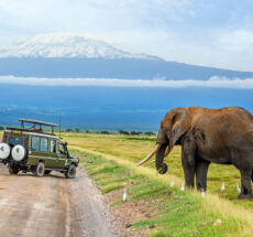 Farm Tours in Kenya for Nature Lovers & Slow Travel Enthusiasts