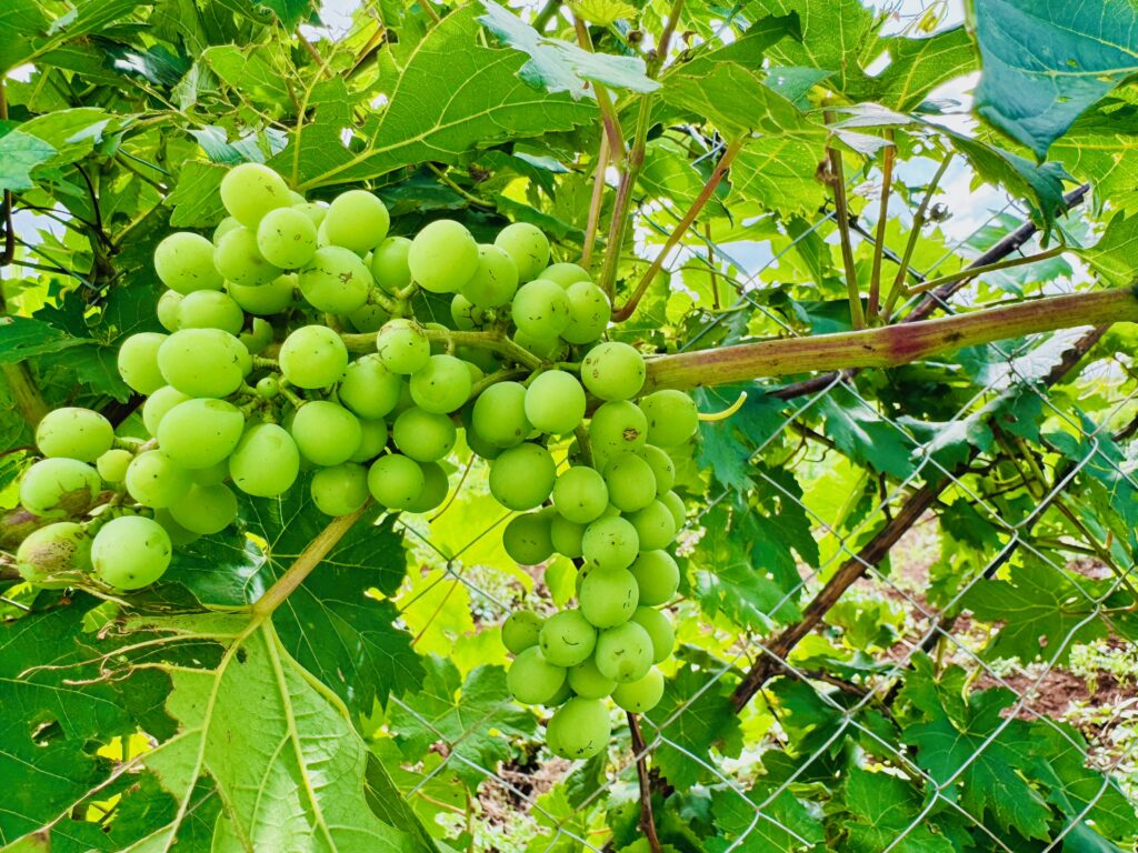 Top Agricultural Learning Tours in Kenya