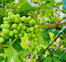 Top 10 Organic Farms in Kenya to Visit in 2025