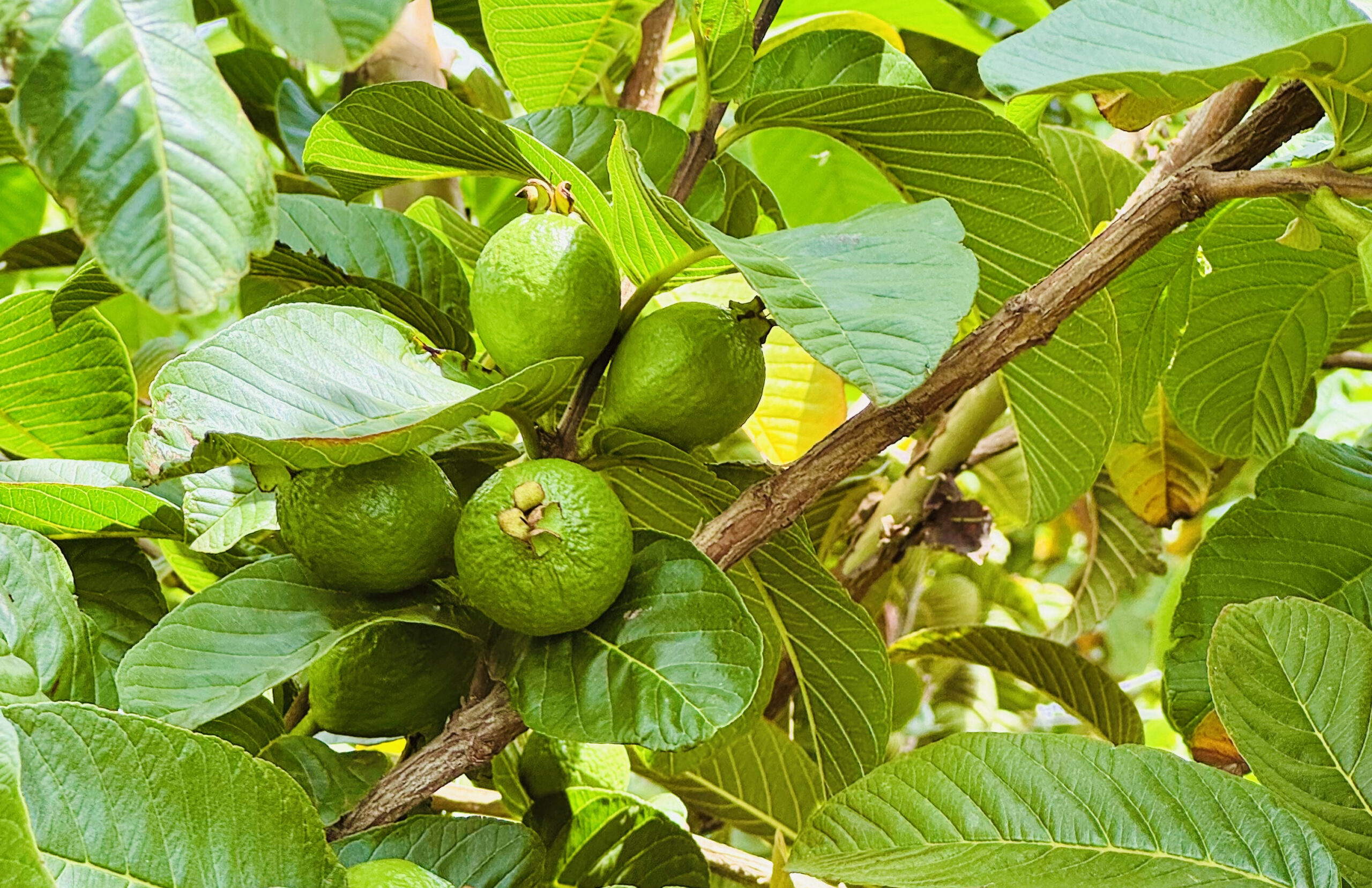 Farm Tours vs Agricultural Training Programs in Kenya