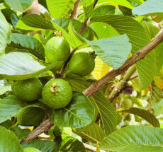 Wellness Benefits of Guava Leaves