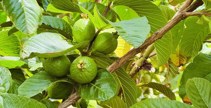 Wellness Benefits of Guava Leaves